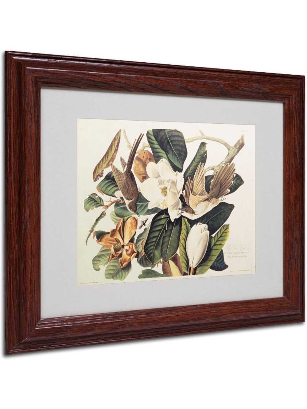 Framed Black-Billed Cuckoo Artwork, Matted Nature Print, 11x14 Home Decor